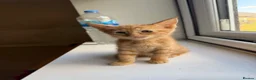 Domestic Shorthair cats for sale: Ginger cats - Advert 6