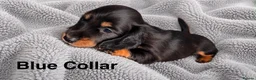 Dachshund dogs for sale: 3 beautiful temperament miniature dachshunds - Advert 3