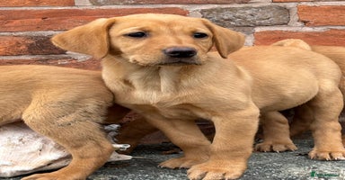 Labrador Retriever dogs - Advert 6
