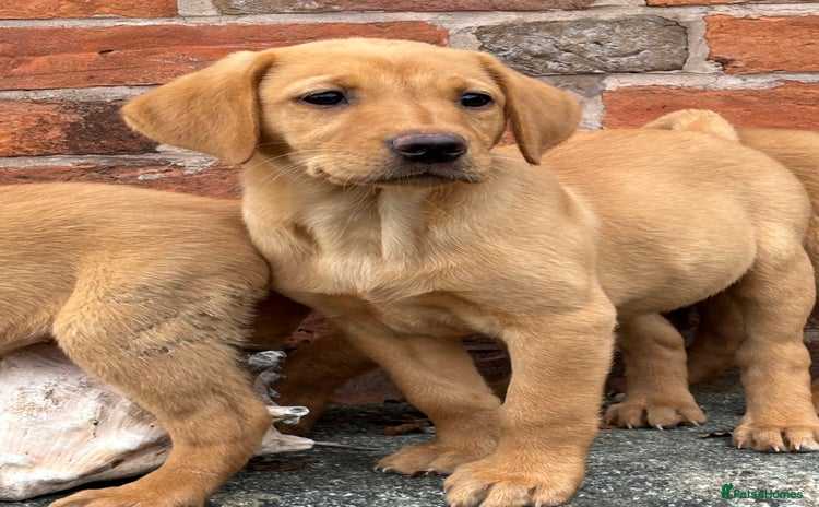 Labrador Retriever dogs - Advert 15