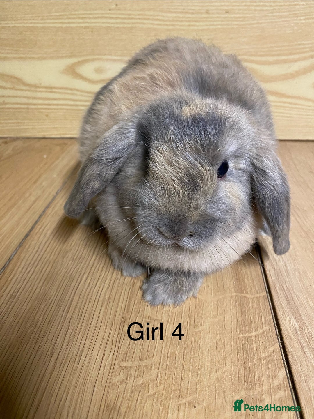 Mini Lop rabbits for sale: Beautiful litter lop bunnies  - Advert 5