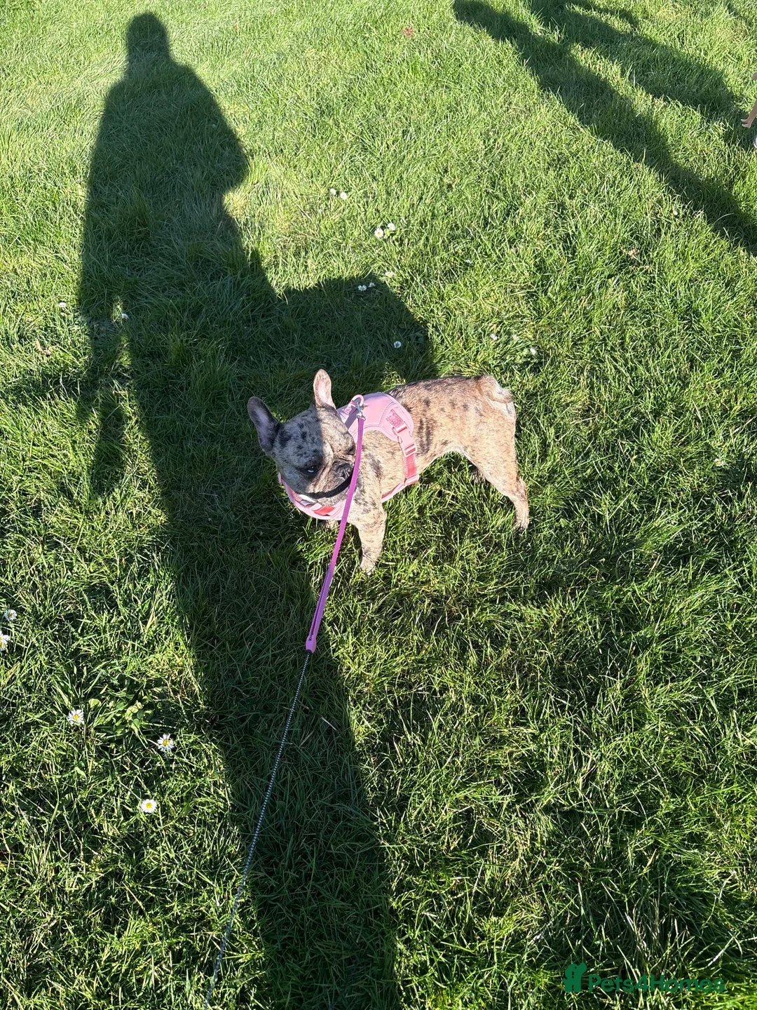 French Bulldog dogs for sale: French bulldog - Advert 5