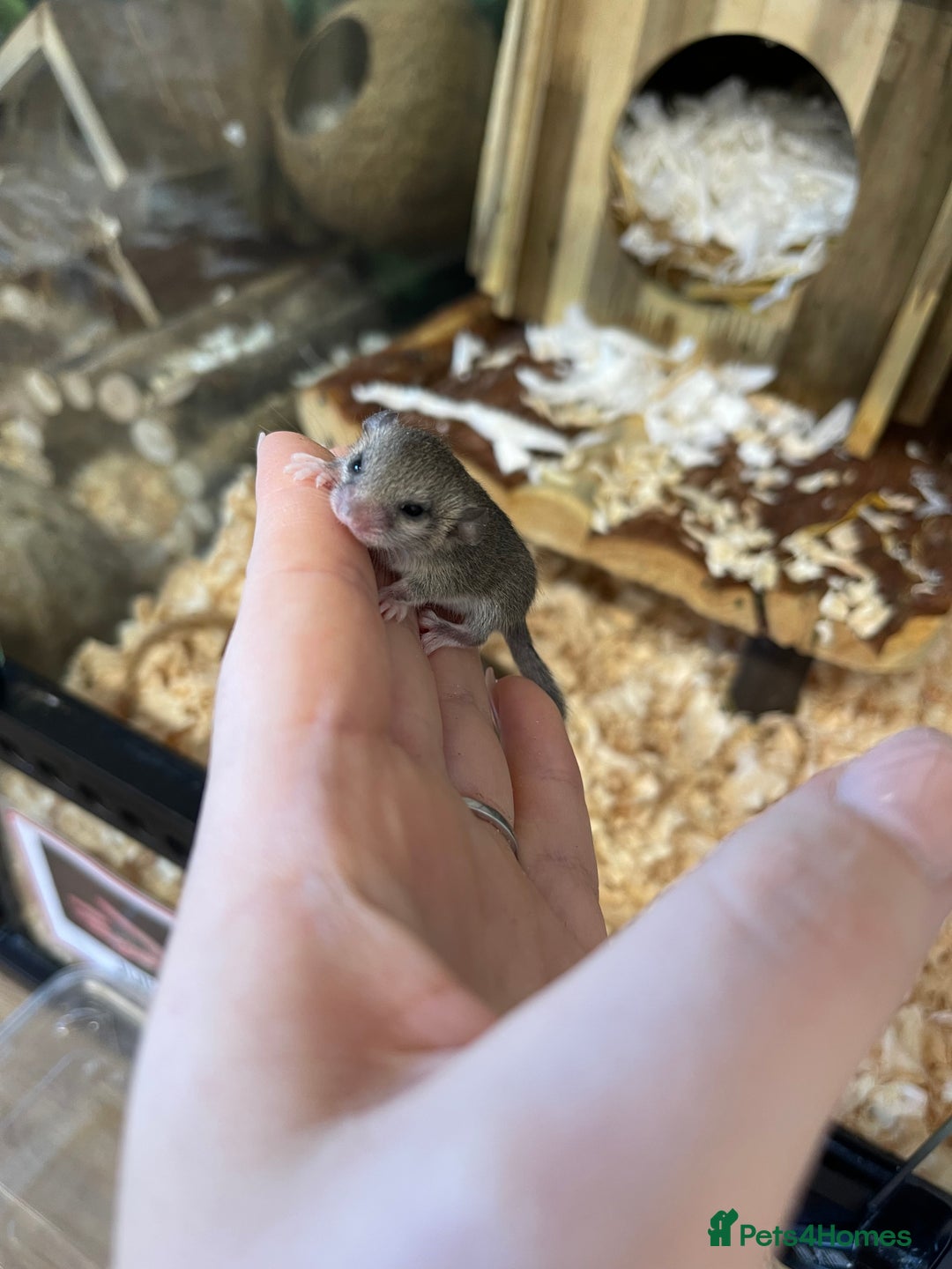 Mouse rodents for sale: Mixed colony African Pigmy Dormice  - Image 1