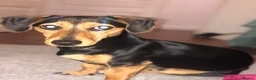Jackshund dogs for sale: Dachshund x Jack Russell - Advert 5