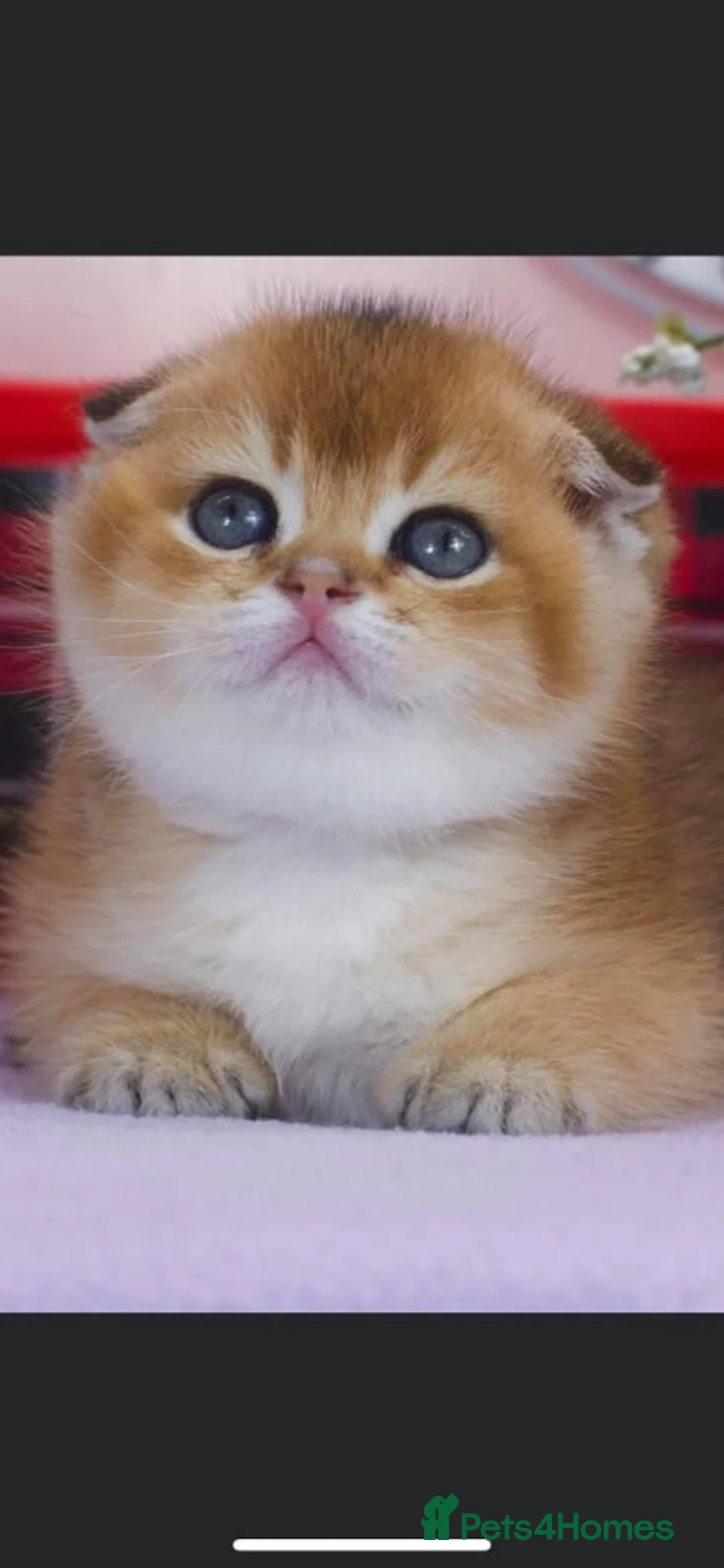 Scottish Fold cats for stud: GOLDEN CHINCHILLA NY11 SCOTTISH FOLD FOR STUD. in London - Advert 3