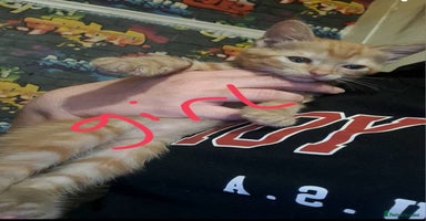 Mixed Breed cats - Advert 13