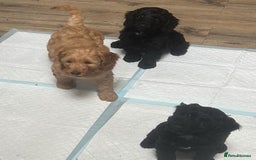Cockapoo dogs for sale: F1 cockerpoos  - Image 18