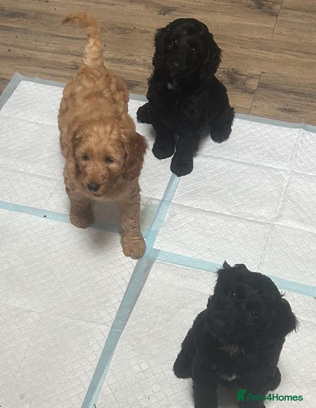 Cockapoo dogs for sale: F1 cockerpoos  - Image 18