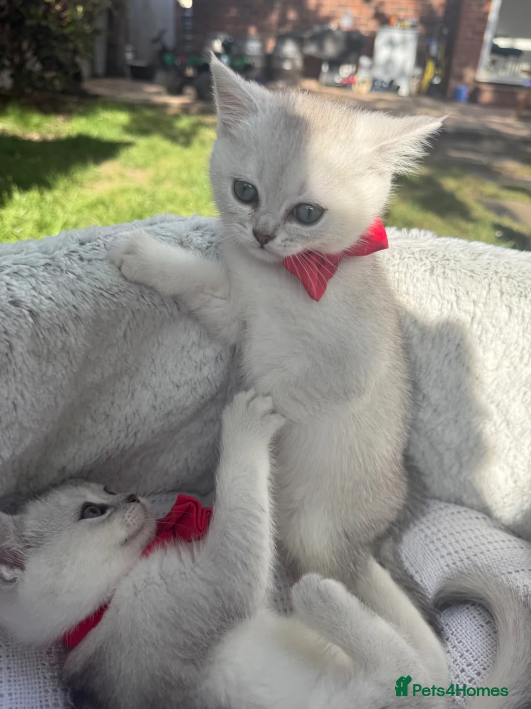 Scottish Fold cats for sale: Scotish Stright  - Advert 1