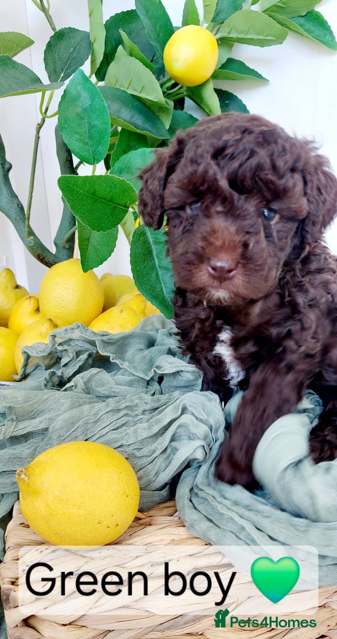 Toy Poodle dogs ⭐️⭐️⭐️⭐️⭐️ 5 star toy poodle puppies ⭐️⭐️⭐️⭐️ - Advert 1