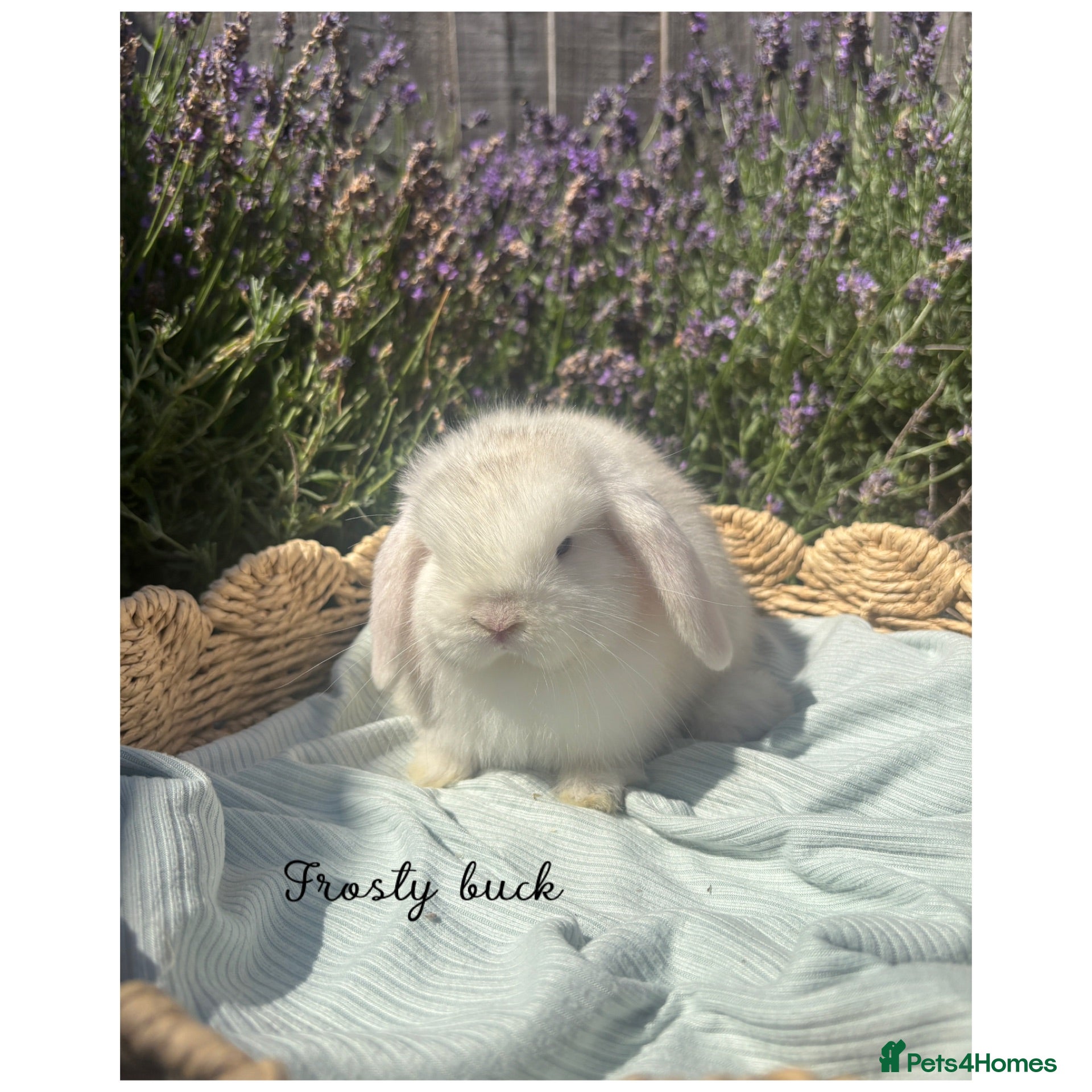 Mini Lop rabbits Stunning mini lops looking for forever homes✨🫶🏻 - Advert 1