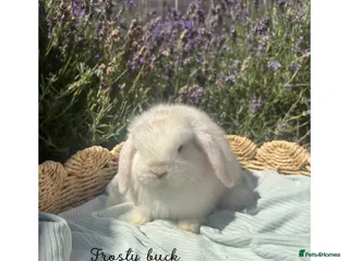 Mini Lop rabbits Stunning mini lops looking for forever homes✨🫶🏻 - Advert 1