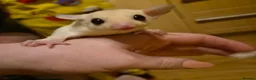 Sugar Glider rodents for sale: Sugar Glider Joeys For Sale  - Advert 2