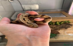 Snake reptiles for sale: Male Western Hog Nose -Stunning markings - Image 2