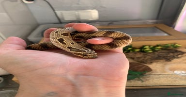 Snake reptiles - Advert 11