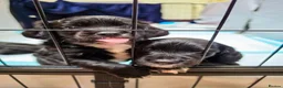 Mixed Breed dogs for sale: Chi-Spaniels (cocker spaniel and chihuahua)  in Kingsbridge - Advert 4
