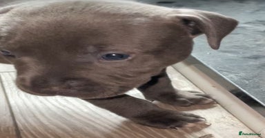 Staffordshire Bull Terrier dogs - Advert 7
