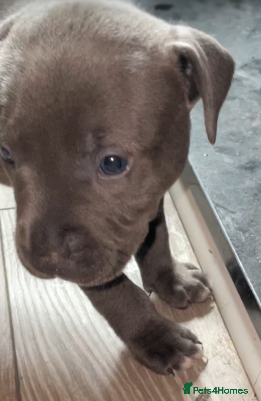 Staffordshire Bull Terrier dogs for sale: Original "Old-Blood" Black/Blue Staff pups *RARE* - Image 2