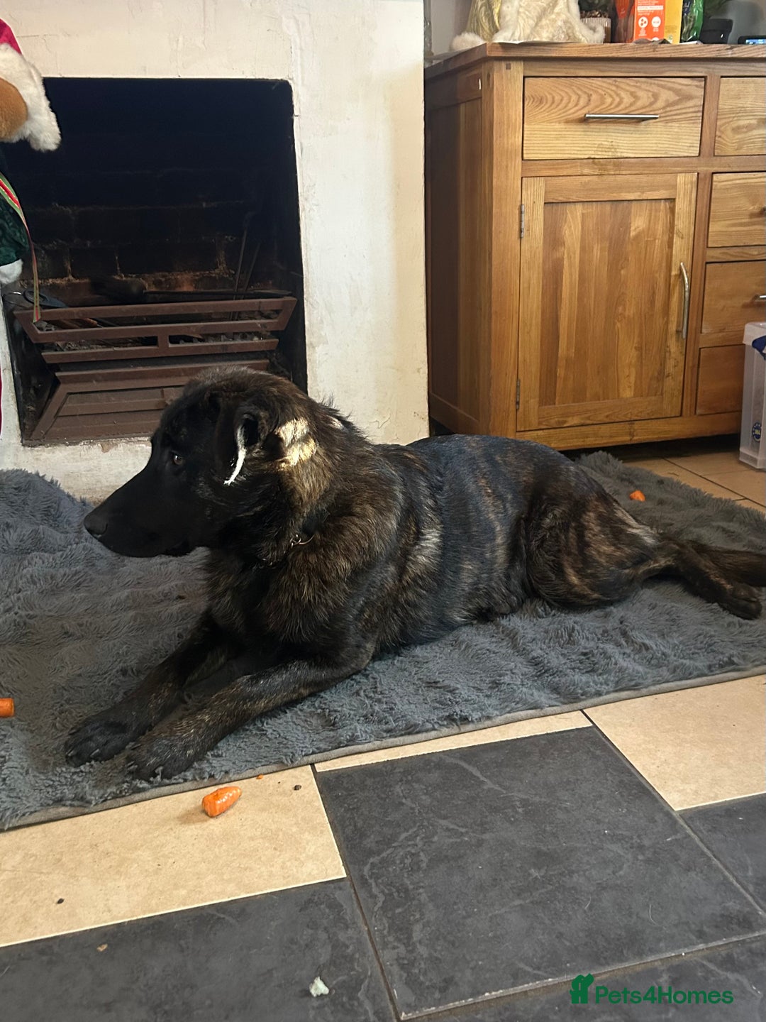 Mixed Breed dogs for sale: German shepherd x staff - Advert 2