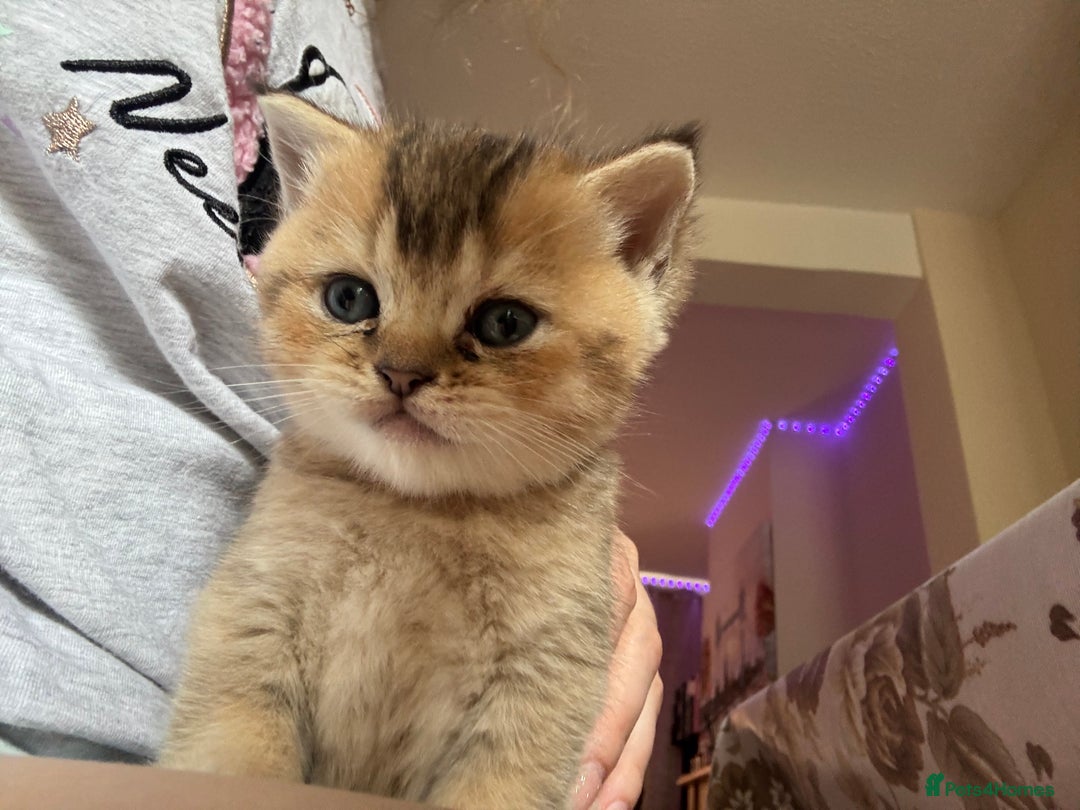 British Shorthair cats for sale: 🐾 Gorgeous British Shorthair Kittens 🐾 - Image 17