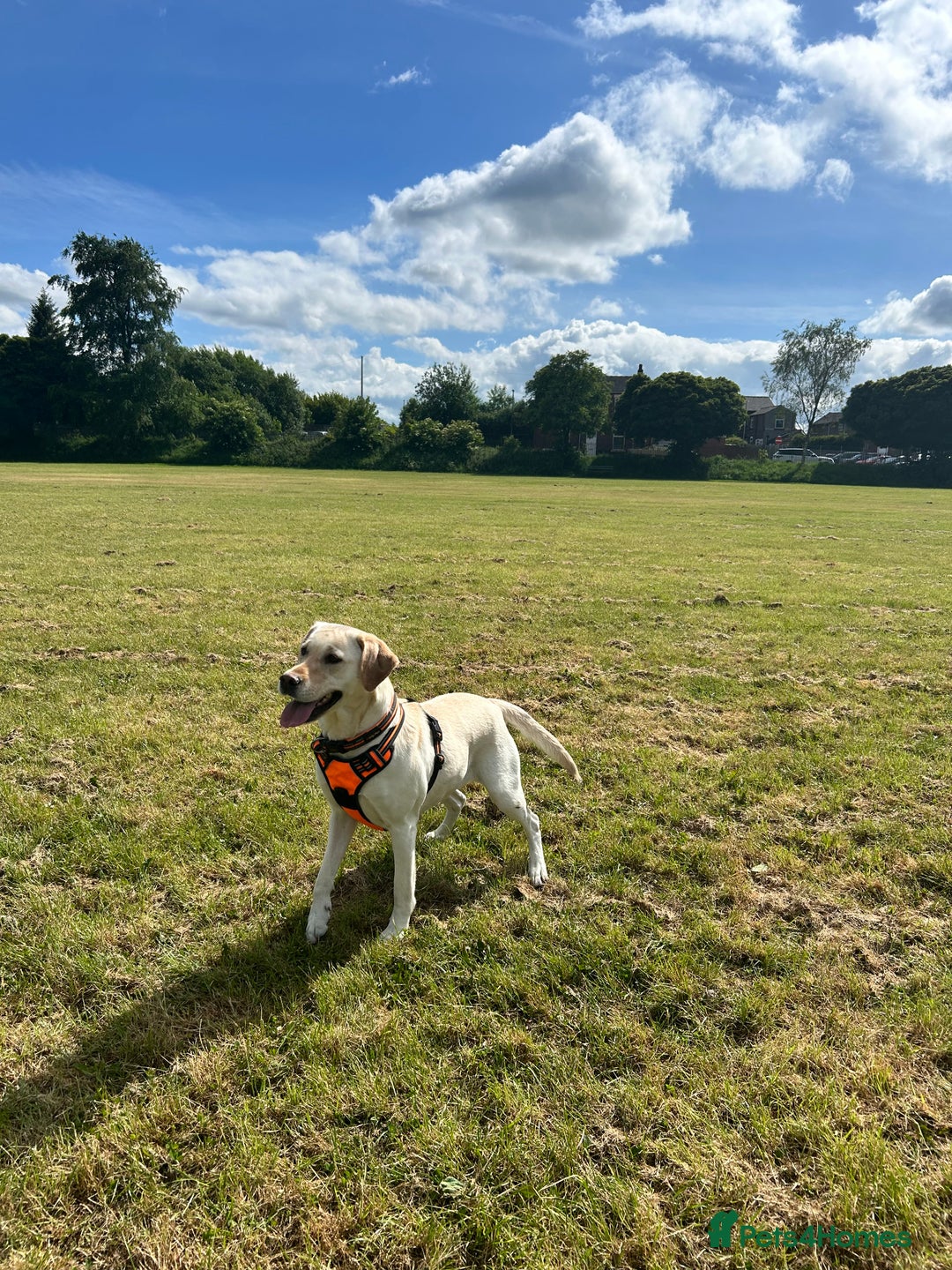 Labrador Retriever dogs for sale: Yellow Labrador Retriever  - Image 1