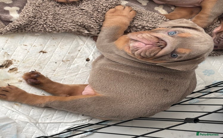 English Bulldog dogs - Advert 11