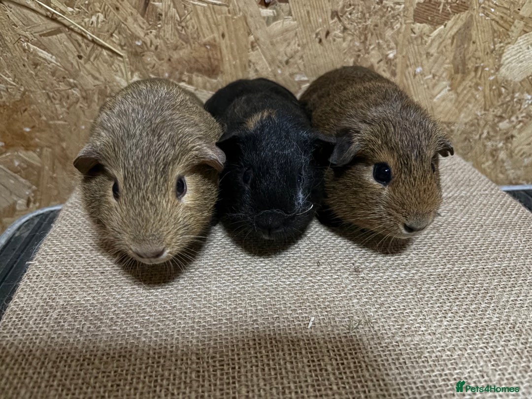 Guinea Pig rodents for sale: Guinea pigs  - Image 8