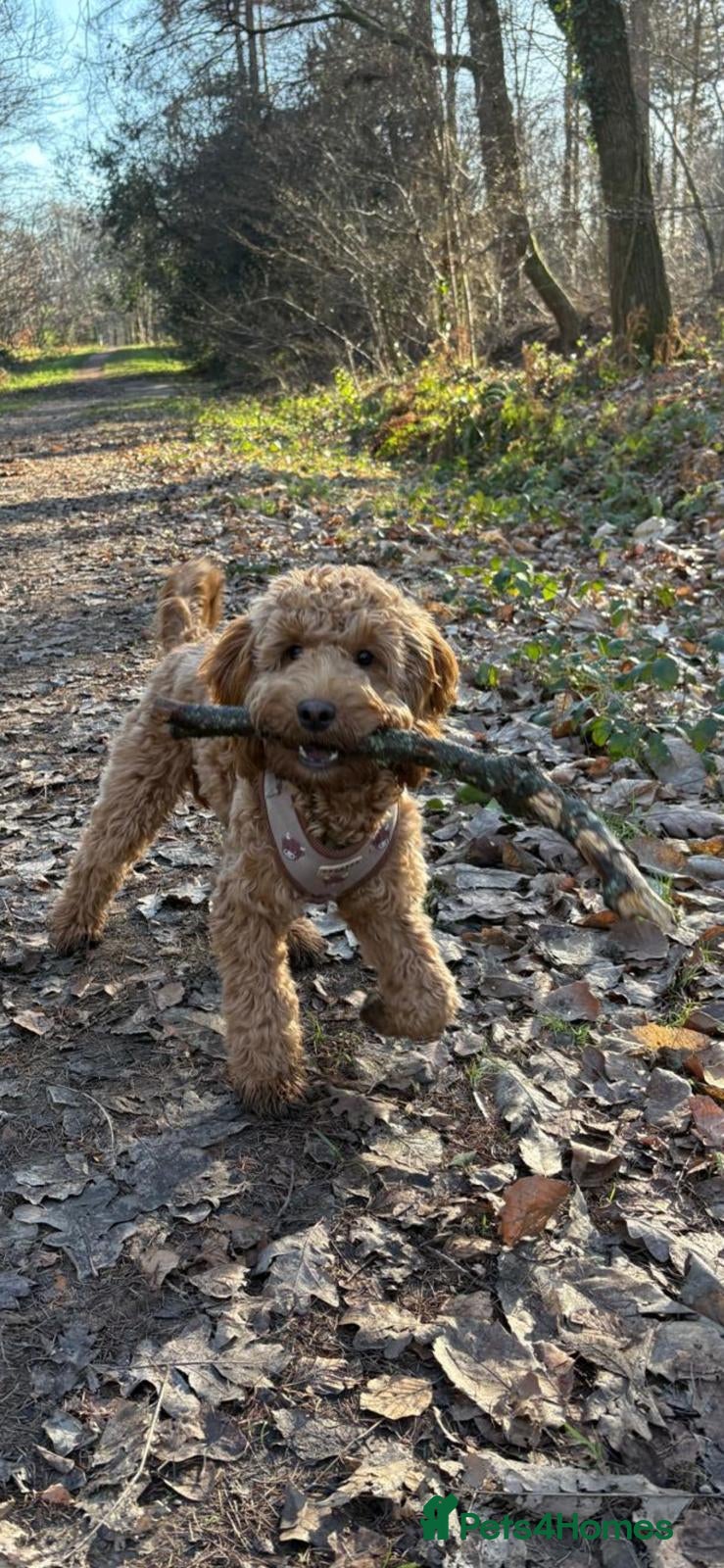 Cockapoo dogs 6-Month-Old Apricot Cockapoo Boy – Wesley - Advert 1