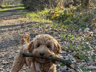 Cockapoo dogs 6-Month-Old Apricot Cockapoo Boy – Wesley - Advert 1