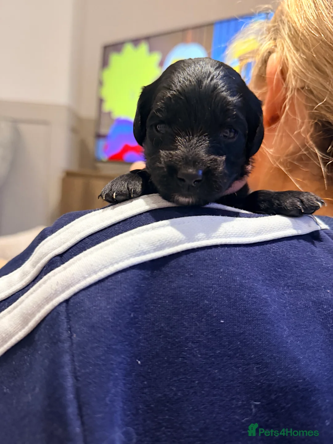 Mixed Breed dogs for sale: Loodlepoo Puppies  - Advert 23