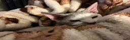 Devon Rex cats for sale: Devon Rex Male Young adult (Kitten) GCCF reg - Advert 4