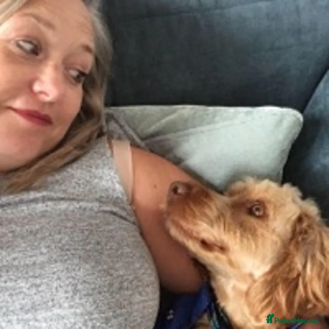 Cockapoo dogs for stud: BAXTER Makes Beautiful Babies 🐾 in Haddington - Advert 11