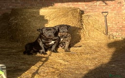 Cane Corso dogs for sale: Exceptional  - Image 28