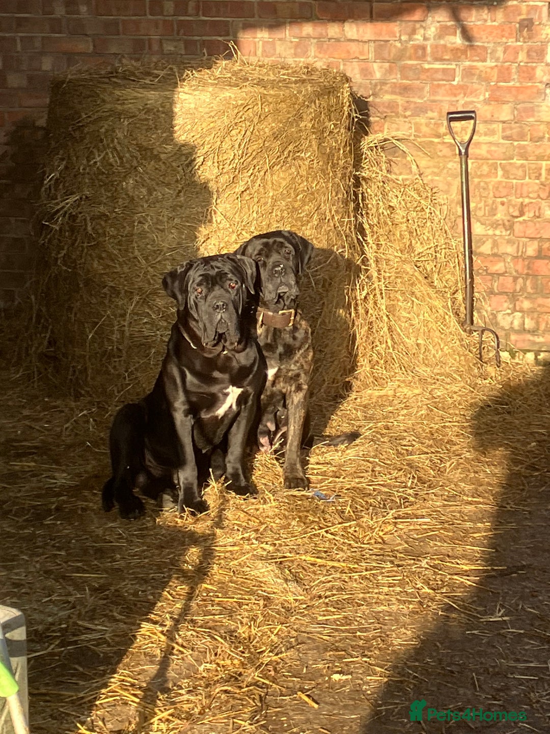 Cane Corso dogs for sale: Exceptional  - Image 28