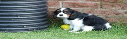 Cavalier King Charles Spaniel dogs for sale: Beautiful Cavalier King Charles Spaniel puppies - Advert 9