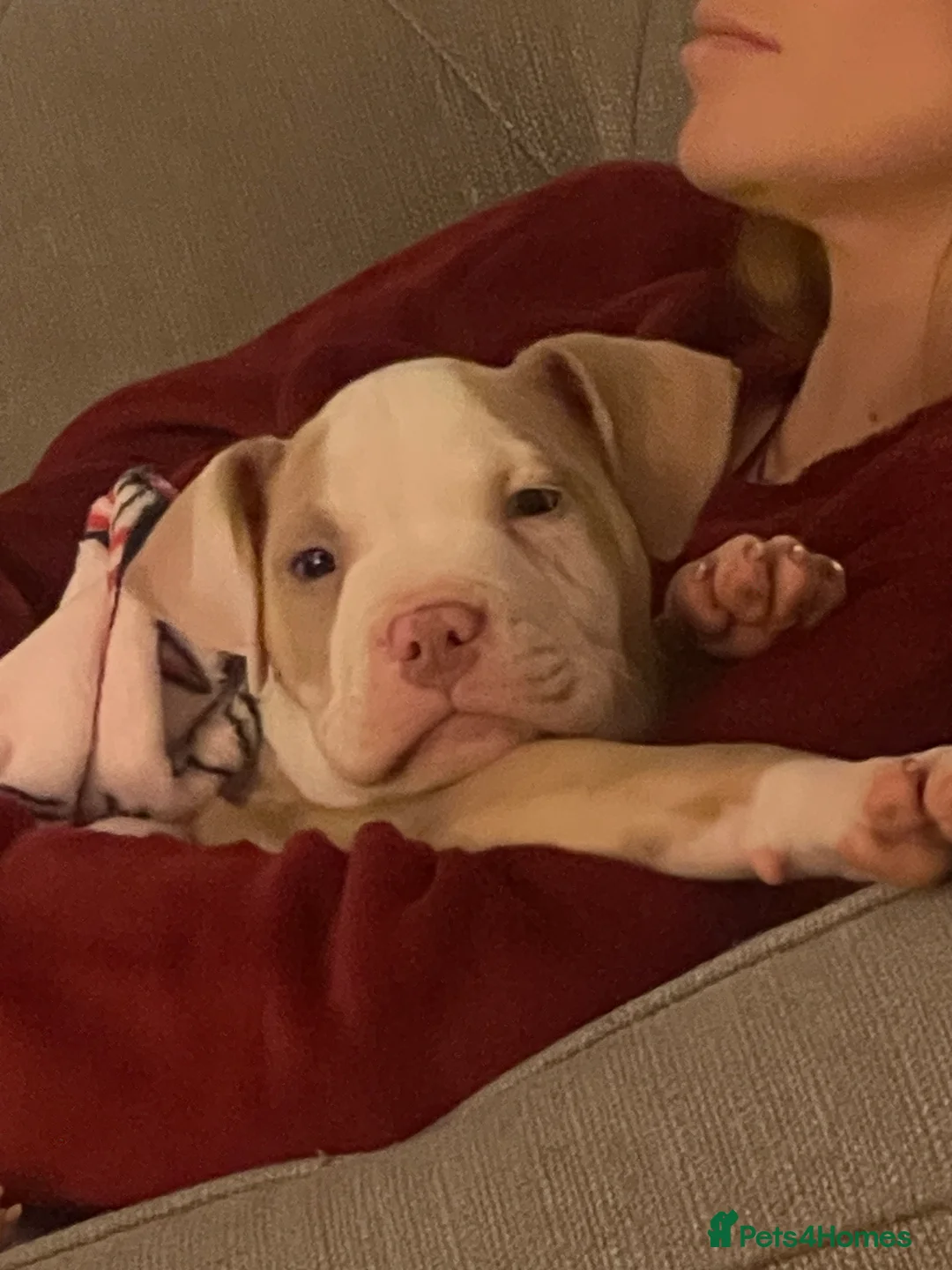 Mixed Breed dogs for sale: staff cross pocket bully hybrid  - Advert 3