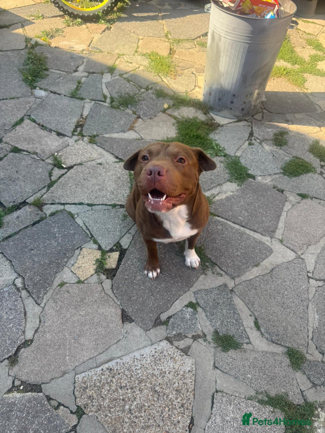 Mixed Breed dogs for sale: Female Brown Puppy last of litter  - Advert 4