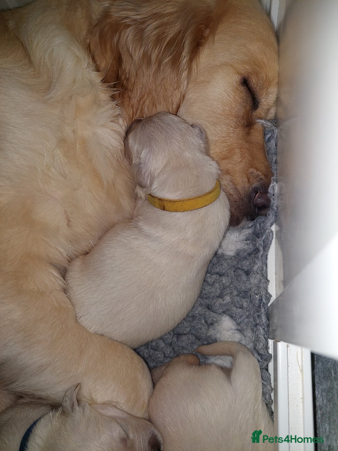 Golden Retriever dogs for sale: KC registered golden retriever puppies  - Advert 1