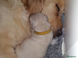 Golden Retriever dogs KC registered golden retriever puppies - Advert 1