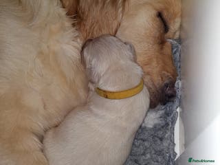 Golden Retriever dogs KC registered golden retriever puppies - Advert 2