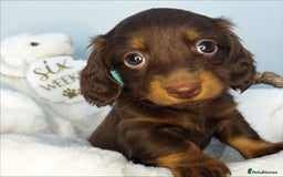 Miniature Dachshund dogs for sale: 🤍🐾 READY NEXT WEEK 🐾🤍 - Image 5