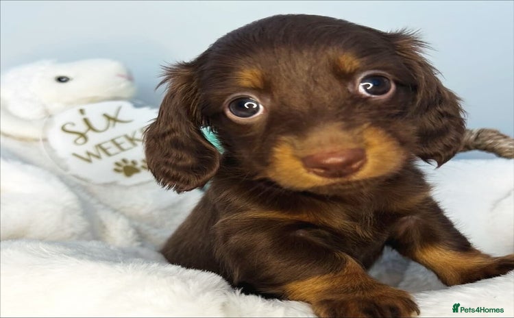 Miniature Dachshund dogs - Advert 4