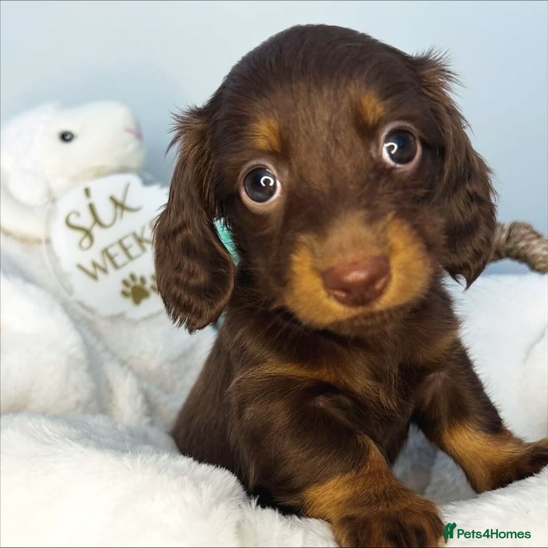 Miniature Dachshund dogs for sale: 🤍🐾 READY NEXT WEEK 🐾🤍 - Image 5