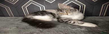 Maine Coon 3