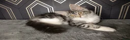 Maine Coon cats for sale: READY SOON Beautiful Maine coon babies  - Advert 9