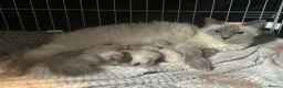Ragdoll cats for sale: Ragdoll Kittens For Sale - Advert 2