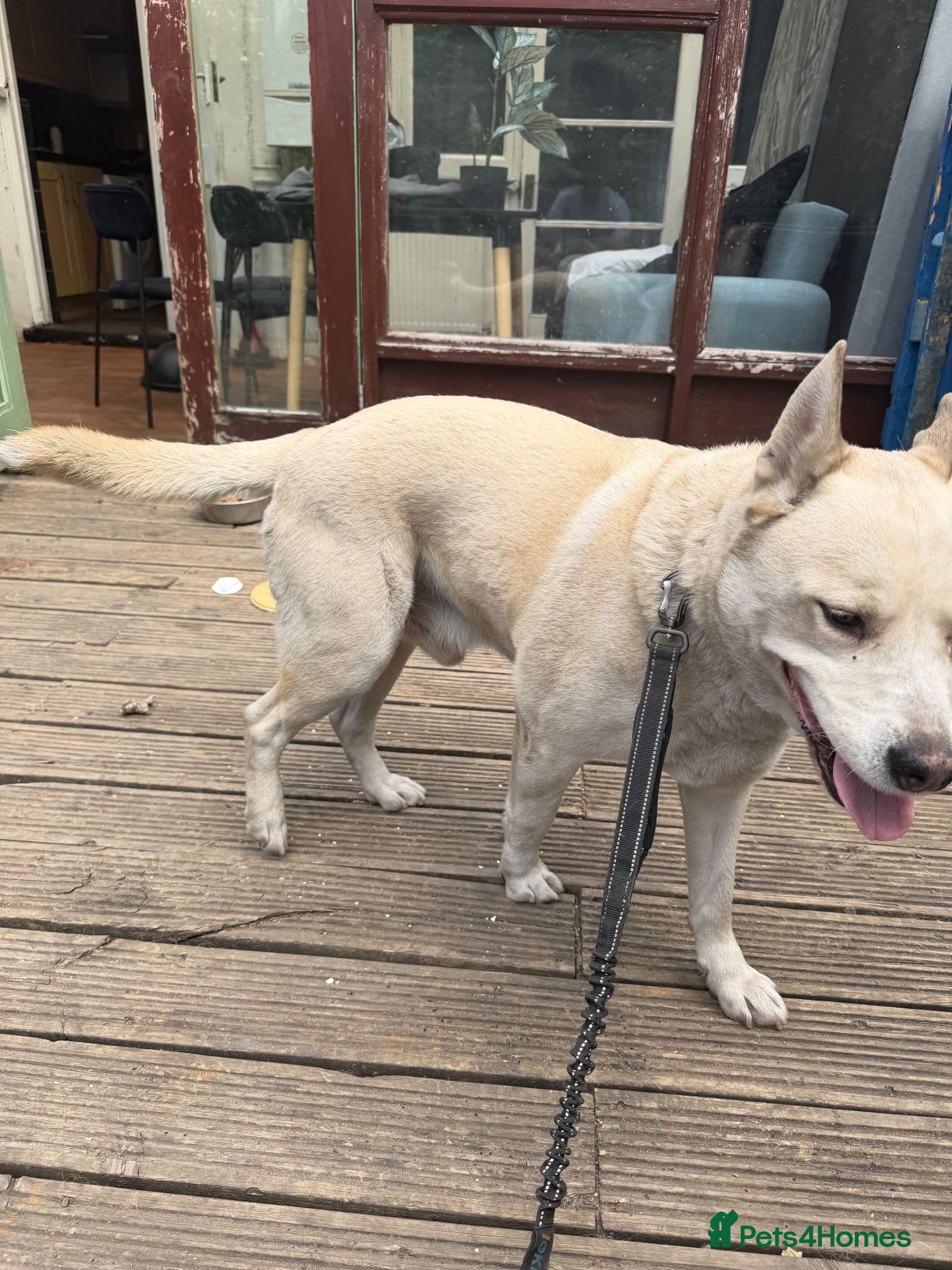 Mixed Breed dogs Experienced Dog Home Wanted for Milo - Advert 2