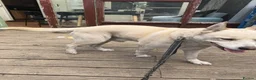 Mixed Breed dogs for sale: Experienced Dog Home Wanted for Milo in Ilford - Advert 1