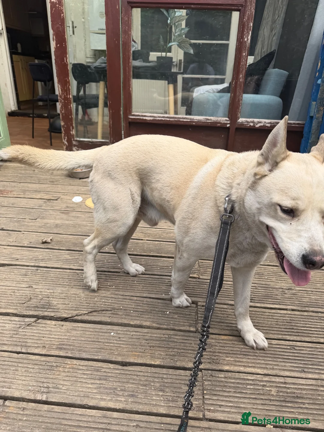 Mixed Breed dogs for sale: Experienced Dog Home Wanted for Milo in Ilford - Advert 1