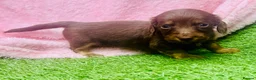 Miniature Dachshund dogs for sale: Long haired miniature dachshund puppies - Advert 10